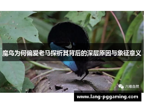 魔鸟为何偏爱老马探析其背后的深层原因与象征意义